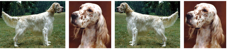 Custom Listing DIANE S - product image