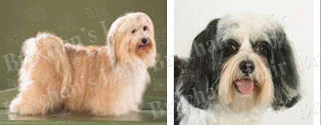 Custom Listing DIANE S - product image