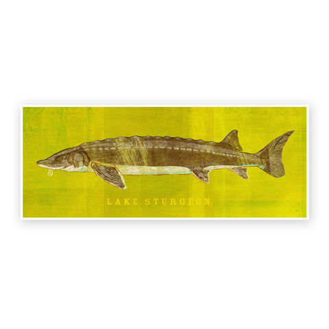 Freshwater,Fish,Art,-,Lake,Sturgeon,Print,6.6,in,x,18,Decor,Fathers,Day,Gift,for,Dad,Kids,Fishing,Digital,Fish_Decor,Coastal_Art,Freshwater_Fish_Art,Fish_Print,Fathers_Day_Gift,Gift_For_Dad,Kids_Fish_Art,Lake_Sturgeon_Art,Sturgeon_Art_Print,Dad_Gift,Paper,Ink