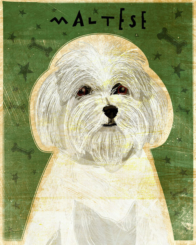 Maltese - Dog Art Print 8 in x 10 in - product images