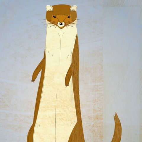 The,Shady,Weasel,Print,Children,Art,illustration,print,digital,animal,art,weasel,paper,ink