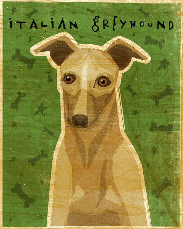 Italian Greyhound (Fawn) - Dog Art Print 8 in x 10 in - product images