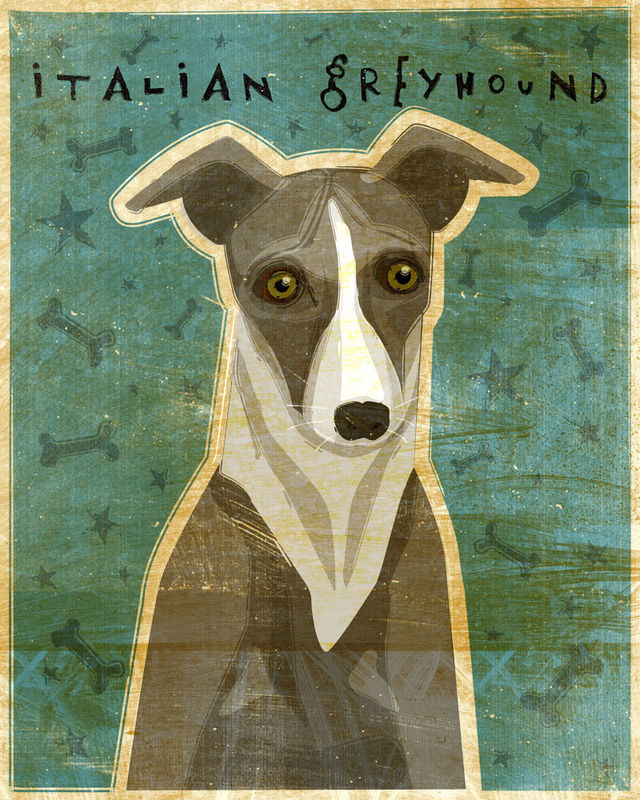 Italian Greyhound (Blue or Gray) - Dog Art Print 8 in x 10 in - product images