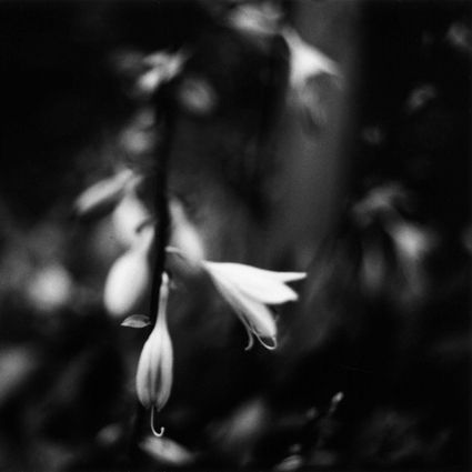 Painting,Petals,On,Planet,Ghost,–,Transparent,Winter,LP,Painting Petals On Planet Ghost, Transparent Winter, LP, Blackest Rainbow, vinilo, comprar, twosteprecords, two step records, Two-Step Records