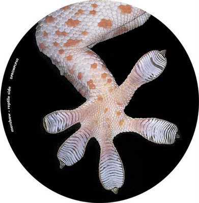 Merzbow,/,Band,Of,Pain,‎–,The,Celebration,Lizard,March,Myriapoda,LP,(Pic.,Disc),Merzbow / Band Of Pain, The Celebration Of The Lizard / March Of The Myriapoda, Dirter Promotions, LP, vinyl