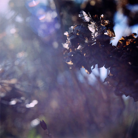 Alex Cobb -,Passage,to,Morning,LP,Alex Cobb, Passage to Morning , LP, Students Of Decay, vinilo, comprar, twosteprecords