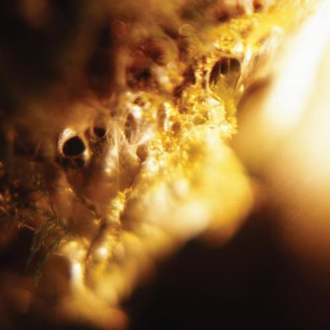 Jodis,‎–,Black,Curtain,LP, Black Curtain, Hydra Head, LP, vinyl
