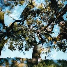 Bird,By,Snow,‎–,Common,Wealth,LP,Bird By Snow, Common Wealth, Gnome Life, LP, vinyl