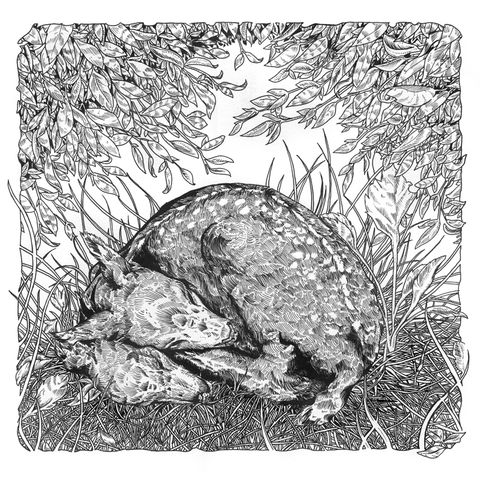 The,Escapist,Letterpress,Print,escapist, deer, fawn, mutant, two headed, letterpress, art print, erica williams, drawing, illustration