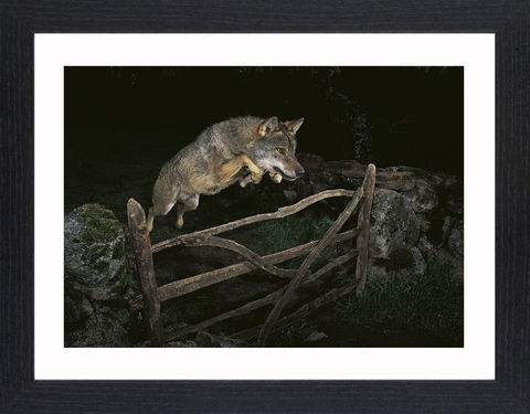 Wildlife,-,01,Picture, Photo, Photograph, Print, Framed Photograph,  Icon, Wolf, Grey Wolf, dog