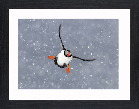 Wildlife,-,02,Picture, Photo, Photograph, Print, Framed Photograph,  Icon, Puffin, Bird, auk, pelagic seabirds, large colonies, coastal cliffs