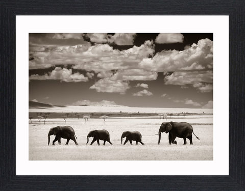 Wildlife,-,03,Picture, Photo, Photograph, Print, Framed Photograph,  Icon, Elephants, Elephantidae, Elephas, Loxodonta, African bush elephant, the African forest elephant, Indian or Asian elephant