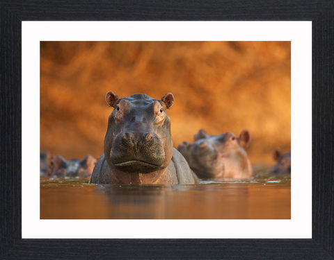 Wildlife,-,04,Picture, Photo, Photograph, Print, Framed Photograph,  Icon, hippopotamus, hippo, river horse, sub-Saharan Africa