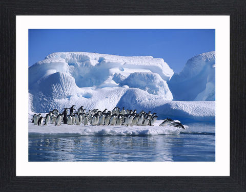 Wildlife,-,05,Picture, Photo, Photograph, Print, Framed Photograph,  Icon, Penguins, aquatic flightless birds, Antarctica
