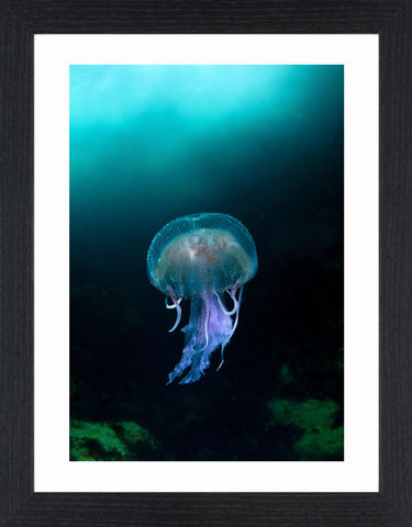 Wildlife,-,06,Picture, Photo, Photograph, Print, Framed Photograph,  Icon, Box jellyfish, cnidarian invertebrates, Chironex fleckeri, Carukia barnesi and Malo kingi, sea wasp, marine stinger