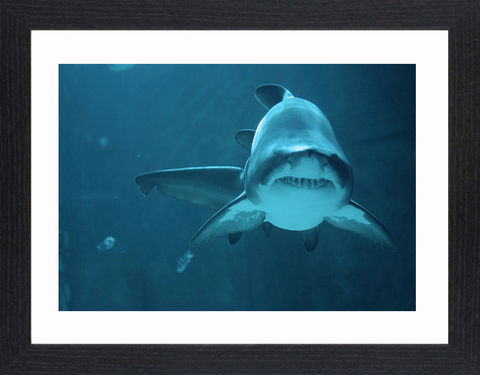 Wildlife,-,07,Picture, Photo, Photograph, Print, Framed Photograph,  Icon, Shark, great white shark, tiger shark, blue shark, mako shark, hammerhead shark