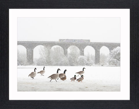 Wildlife,-,08,Picture, Photo, Photograph, Print, Framed Photograph,  Icon, Canada Geese, Canada Goose, Branta canadensis