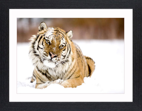 Wildlife,-,09,Picture, Photo, Photograph, Print, Framed Photograph,  Icon, Tiger, Cat, Siberian, bengal