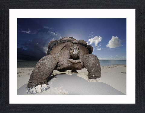 Wildlife,-,10,Picture, Photo, Photograph, Print, Framed Photograph,  Icon, Giant Tortoise, Tortoise, Seychelles, the Mascarenes, the Galapagos.