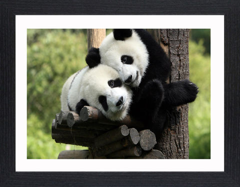 Wildlife,-,11,Picture, Photo, Photograph, Print, Framed Photograph,  Icon, Panda, Giant Panda, south western China, bamboo, Sichuan province, Shaanxi, Gansu provinces