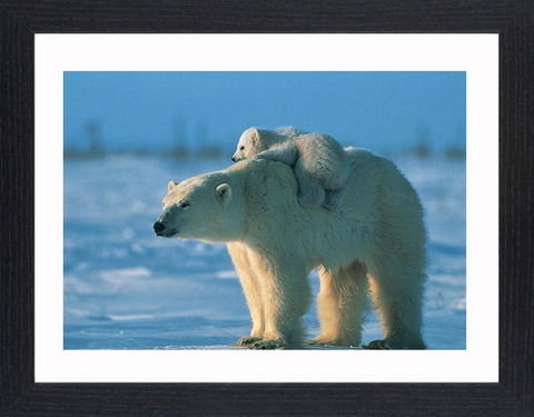 Wildlife,-,12,Picture, Photo, Photograph, Print, Framed Photograph,  Icon, Polar Bear, Arctic Circle, maritime bear