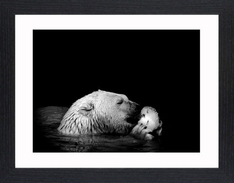 Wildlife,-,13,Picture, Photo, Photograph, Print, Framed Photograph,  Icon, Polar Bear, Arctic Circle, maritime bear