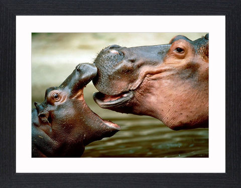 Wildlife,-,14,Picture, Photo, Photograph, Print, Framed Photograph,  Icon, hippopotamus, hippo, river horse, sub-Saharan Africa