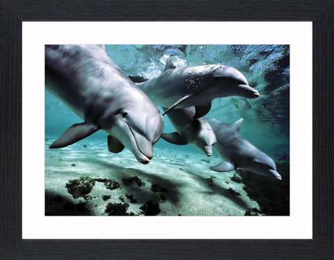 Wildlife,-,16,Picture, Photo, Photograph, Print, Framed Photograph,  Icon, Dolphins, Dolphin, marine mammals, whales, porpoises