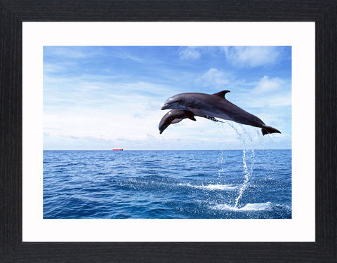 Wildlife,-,17,Picture, Photo, Photograph, Print, Framed Photograph,  Icon, Dolphins, Dolphin, marine mammals, whales, porpoises
