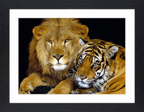 Wildlife,-,18,Picture, Photo, Photograph, Print, Framed Photograph,  Icon, Tiger, Cat, Siberian, bengal, lion