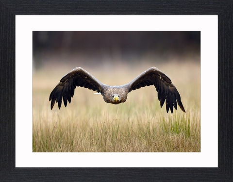 Wildlife,-,15,Picture, Photo, Photograph, Print, Framed Photograph,  Icon, Eagle, bald eagle, golden eagle