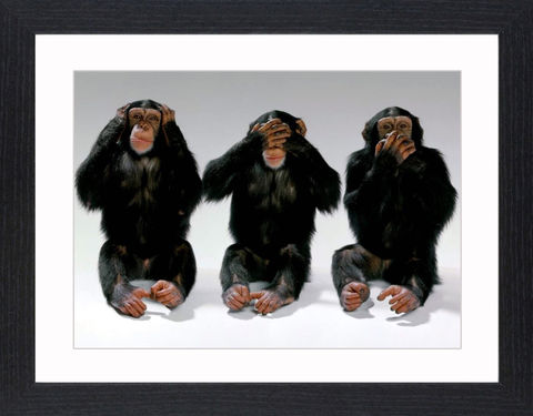 Wildlife,-,19,Picture, Photo, Photograph, Print, Framed Photograph,  Icon, 3 wise monkeys, monkeys, primate