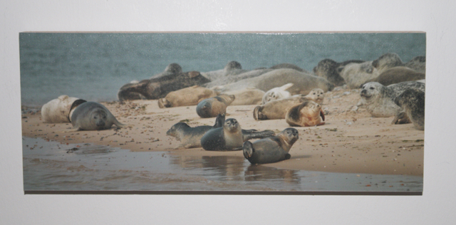 Seals of the Norfolk Coast