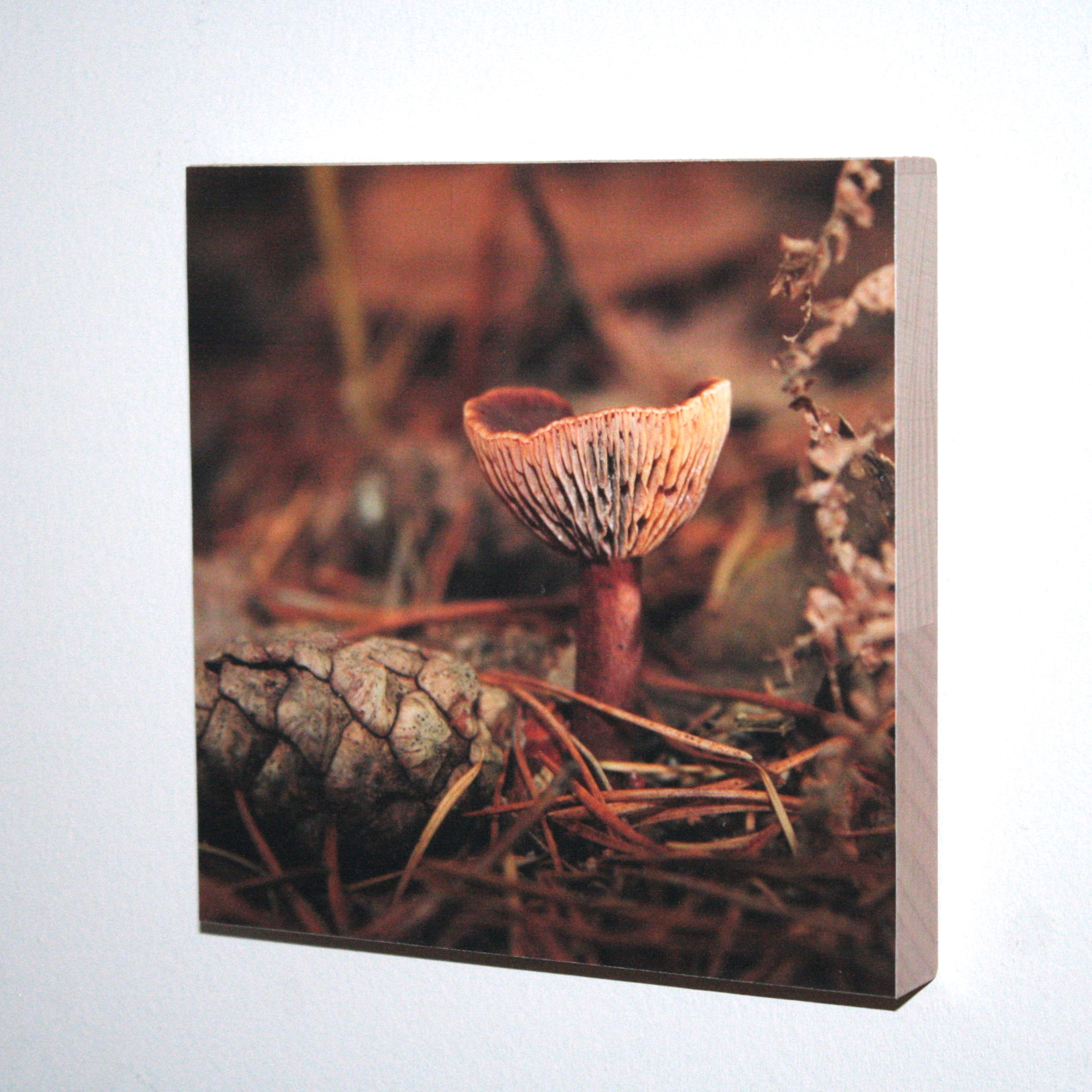 Fascination with Fungi