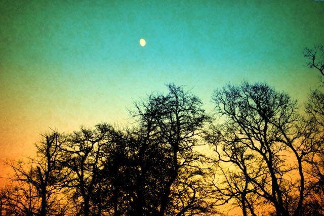 Vintage Moon Trees - product images