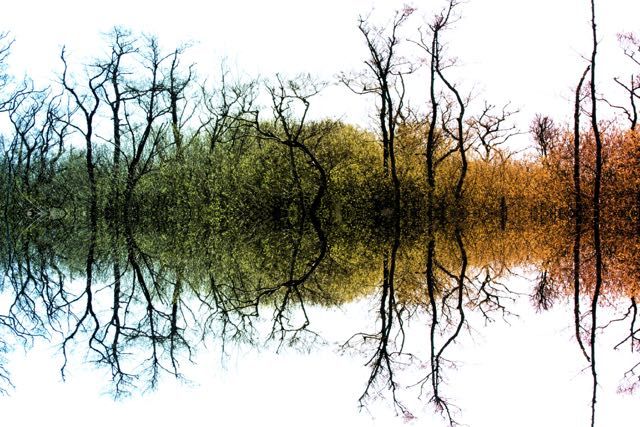 Colour Tree Symmetry - product images