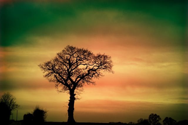Colourful Lone Tree - product images