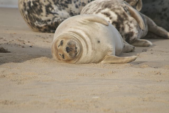 Sleepy Seal - product images