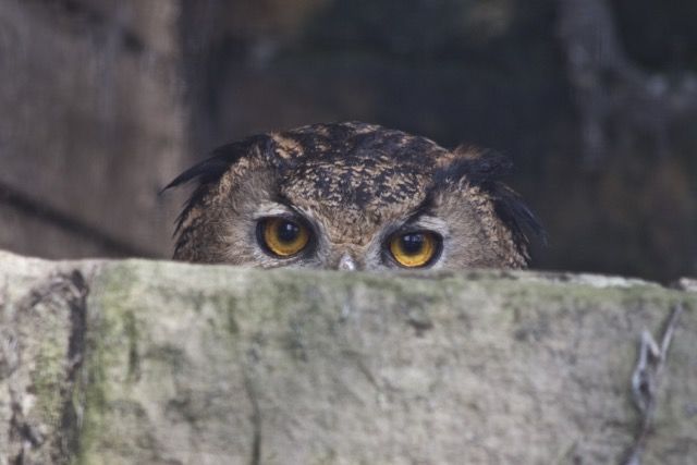The Watchful Owl - product images