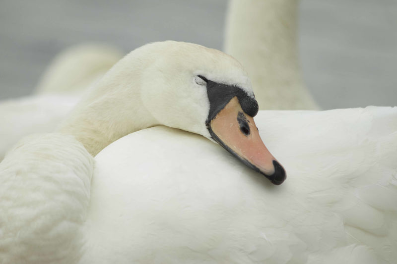 Sleeping Swan - product images