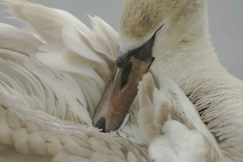 Young Swan - product images