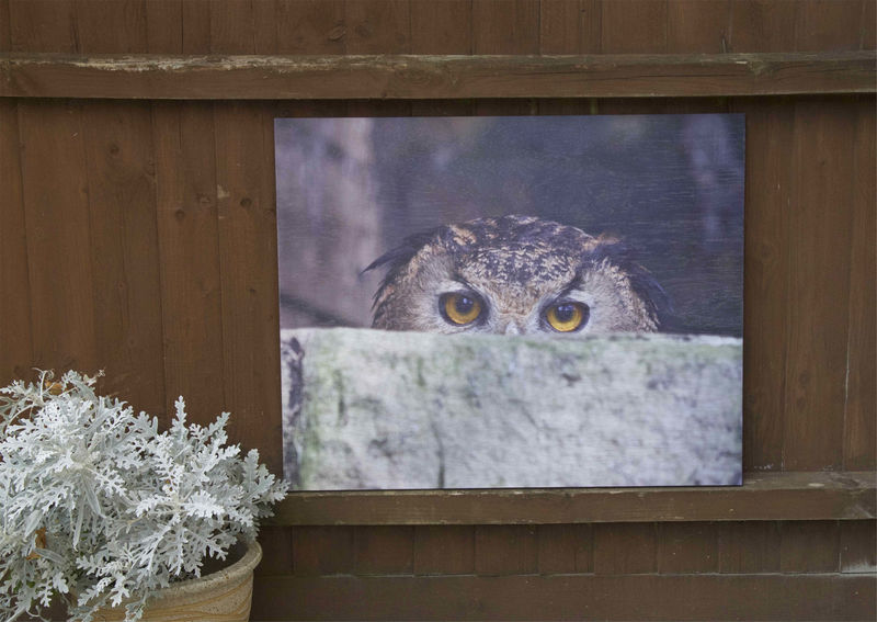 The Watchful Owl - product images