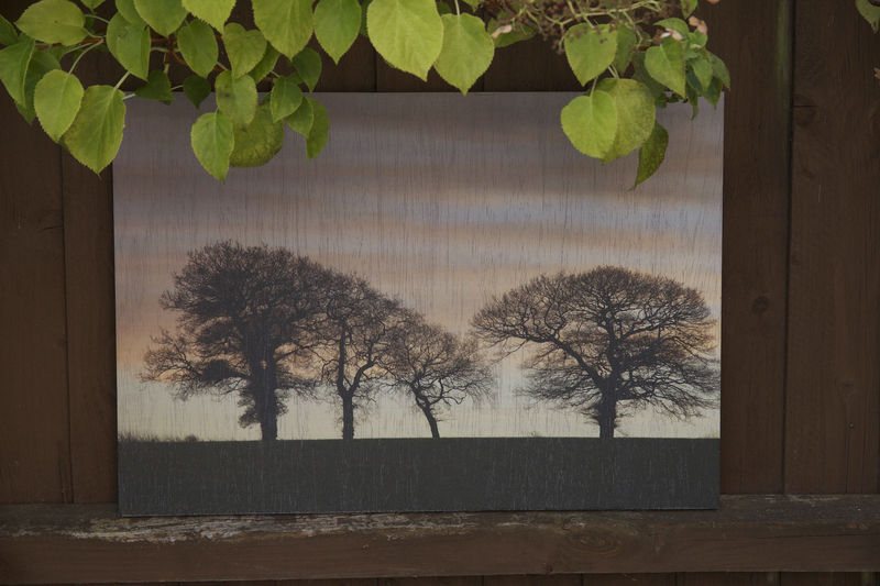 Soft Sunset Trees - product images