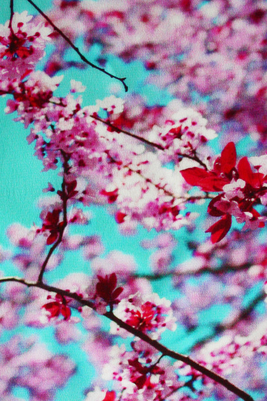 SOLD OUT Cherry Blossom Silk Scarf - product images  of 
