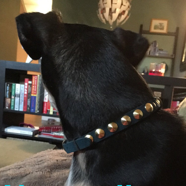 Pet collars