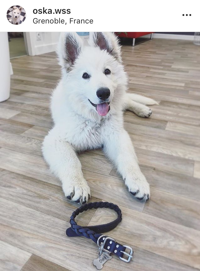 Handmade leather dog braided collars