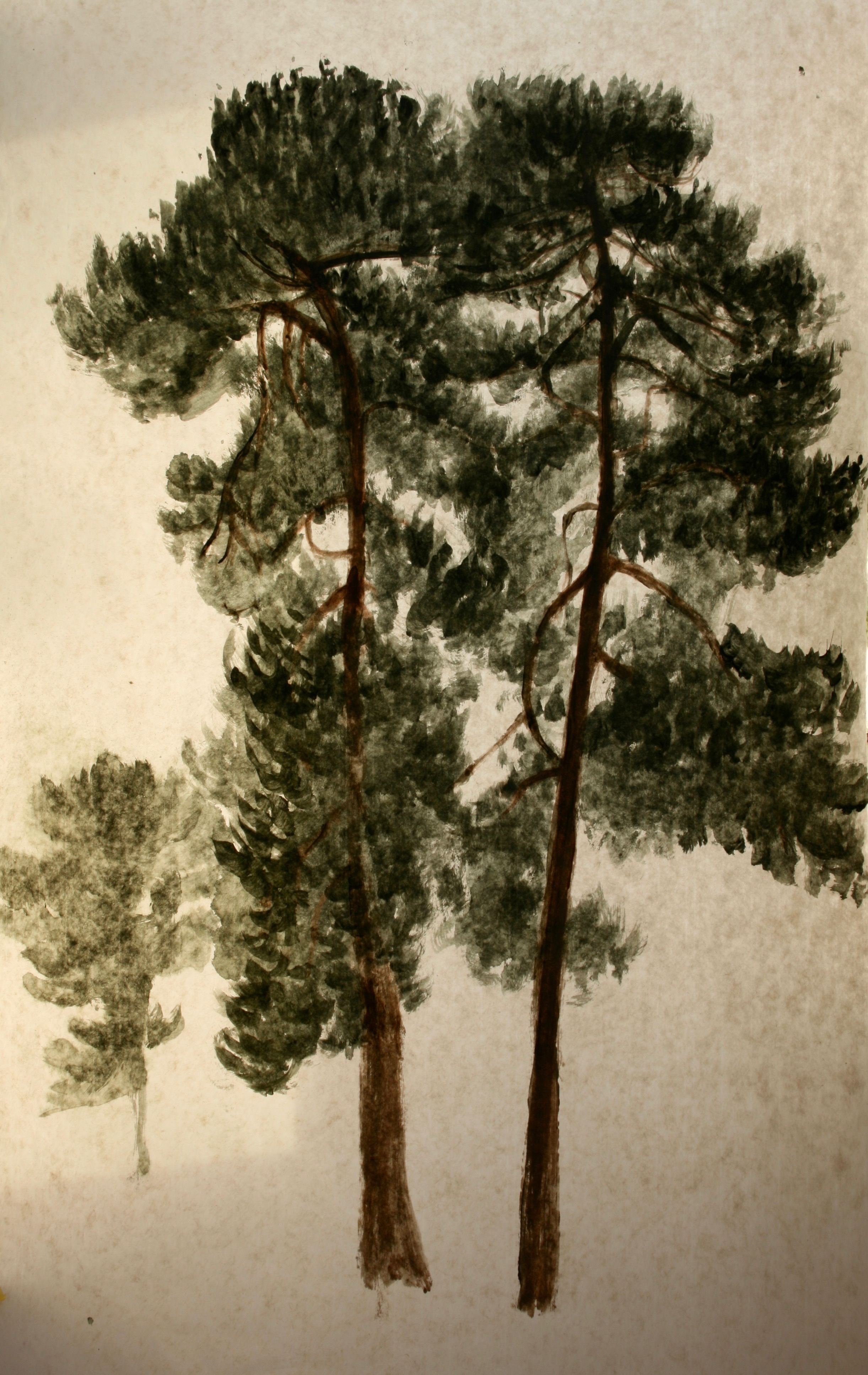 Two tall Scots Pines growing together with a third in the distance. This banner can be rolled for storage or posting and unfurled and simply hung for immediate effect.