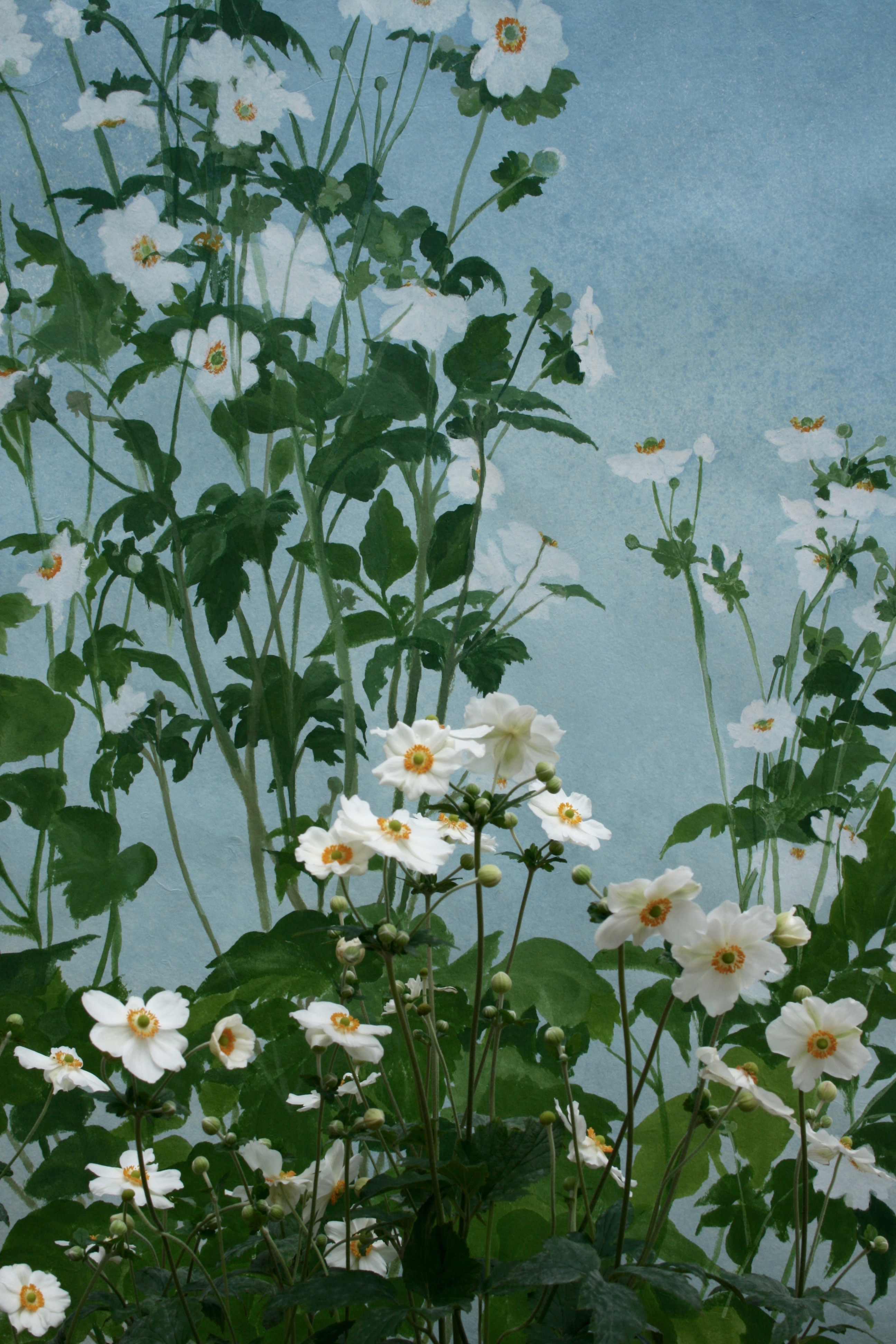 Pure Blue sky of late summer with Japanese Anemones in full bloom. Acrylic paint on handmade Yuumashi paper.