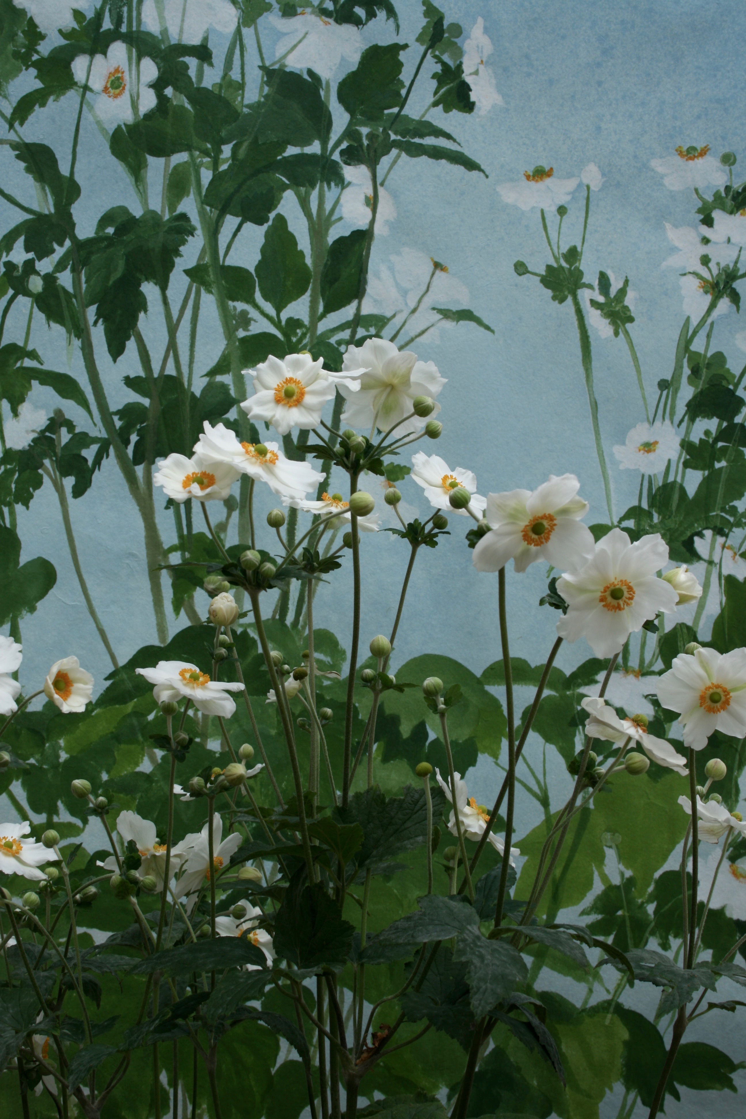 Pure Blue sky of late summer with Japanese Anemones in full bloom. Acrylic paint on handmade Yuumashi paper.