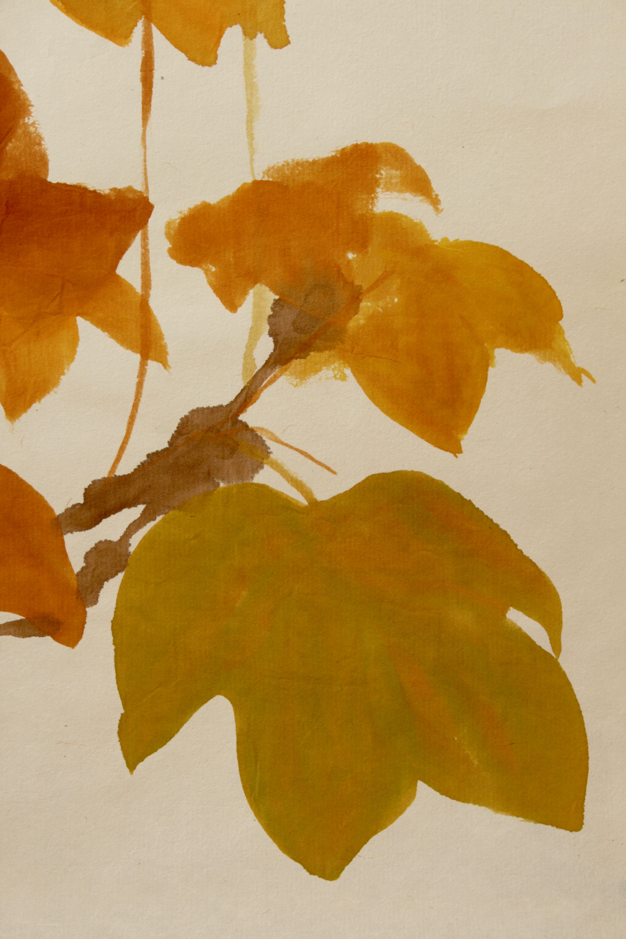 Bold Calligraphic brushstrokes describe the leafiness of these Chinese Tulip Tree leaves